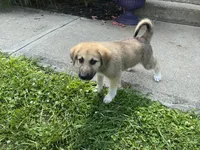 Onyx, a male German Shepherd Dog and Great Pyrenees for sale in Wilmington, OH – 2 of 10