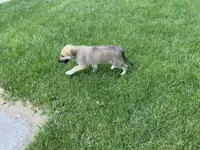 Emerald, a female German Shepherd Dog and Great Pyrenees for sale in Wilmington, OH – 5 of 10