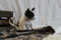Evan, a male Chihuahua for sale in Arbela, MO – 9 of 9