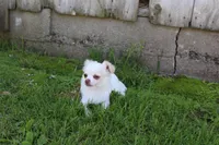 *AKC* LC  Creamy, a male Chihuahua for sale in Arbela, MO – 3 of 9