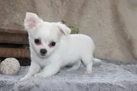 Denver, a male Chihuahua for sale in Arbela, MO – 2 of 7