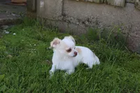 *AKC* LC  Creamy, a male Chihuahua for sale in Arbela, MO – 4 of 9