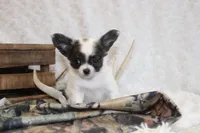 Evan, a male Chihuahua for sale in Arbela, MO – 8 of 9