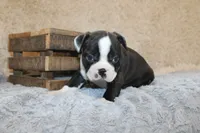 HOLLIS, a male Boston Terrier for sale in Arbela, MO – 4 of 8