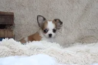 Bailey, a male Chihuahua for sale in Arbela, MO – 2 of 10