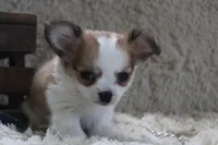 Bailey, a male Chihuahua for sale in Arbela, MO – 6 of 10