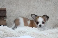 Bailey, a male Chihuahua for sale in Arbela, MO – 4 of 10
