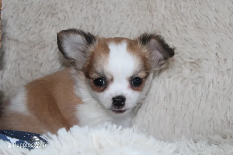 Bailey – Chihuahua puppy for sale in Arbela, MO