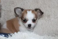 Bailey, a male Chihuahua for sale in Arbela, MO – 1 of 10