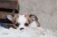 Bailey, a male Chihuahua for sale in Arbela, MO – 9 of 10