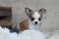 Bailey, a male Chihuahua for sale in Arbela, MO – 8 of 10