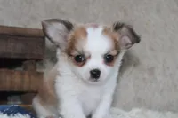 Bailey, a male Chihuahua for sale in Arbela, MO – 5 of 10