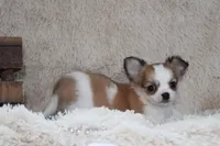 Bailey, a male Chihuahua for sale in Arbela, MO – 10 of 10