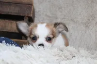 Bailey, a male Chihuahua for sale in Arbela, MO – 7 of 10