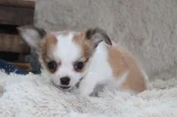 Bailey, a male Chihuahua for sale in Arbela, MO – 3 of 10