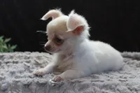 Evie, a male Chihuahua for sale in Arbela, MO – 7 of 9
