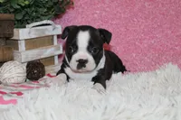 Helen, a female Boston Terrier for sale in Arbela, MO – 6 of 9