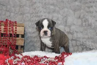Gusty, a male Boston Terrier for sale in Arbela, MO – 3 of 7