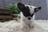 Evan, a male Chihuahua for sale in Arbela, MO – 7 of 9