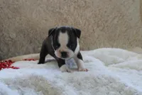 Gilmer, a male Boston Terrier for sale in Arbela, MO – 10 of 10