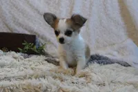 Bailey, a male Chihuahua for sale in Arbela, MO – 5 of 8