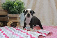 Giovanna, a female Boston Terrier for sale in Arbela, MO – 4 of 7