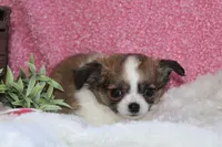 Bella, a female Chihuahua for sale in Arbela, MO – 7 of 8