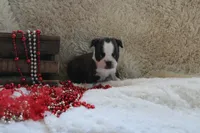 Gilmer, a male Boston Terrier for sale in Arbela, MO – 6 of 10