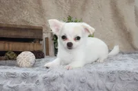 Denver, a male Chihuahua for sale in Arbela, MO – 4 of 7