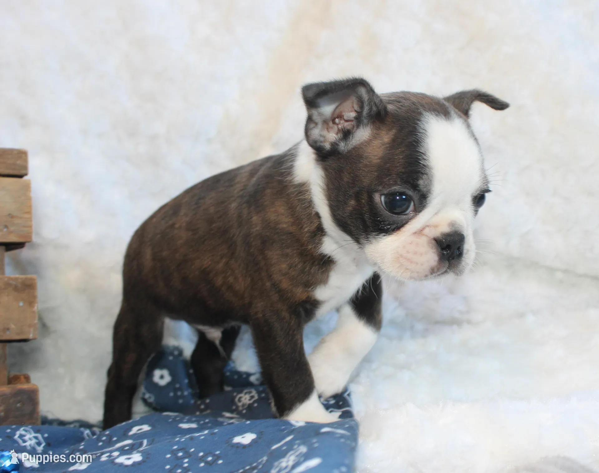 processed/23c79fbd-ff69-4d74-b72e-60b5c931ae35/listing/11727430-93c4-48df-8524-e98a61cf9076/587919b2-c98d-4caa-a8eb-04b36aa736cc