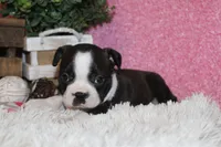 Helen, a female Boston Terrier for sale in Arbela, MO – 2 of 9