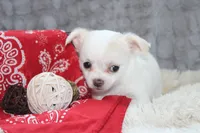 Denver, a male Chihuahua for sale in Arbela, MO – 8 of 8