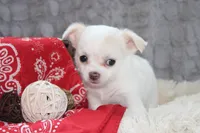 Denver, a male Chihuahua for sale in Arbela, MO – 2 of 8