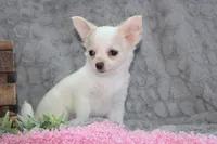 Callie, a female Chihuahua for sale in Arbela, MO – 5 of 10