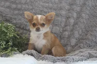 Franklin, a male Chihuahua for sale in Arbela, MO – 8 of 9