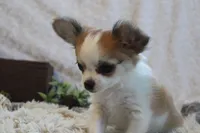 Bailey, a male Chihuahua for sale in Arbela, MO – 4 of 8