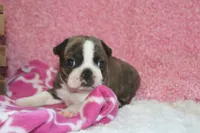Gala, a female Boston Terrier for sale in Arbela, MO – 6 of 6