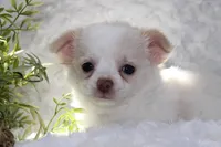DOVER, a male Chihuahua for sale in Arbela, MO – 4 of 6