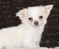 DOVER, a male Chihuahua for sale in Arbela, MO – 6 of 10