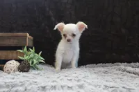 Evie, a male Chihuahua for sale in Arbela, MO – 9 of 9