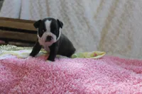 Gladis, a female Boston Terrier for sale in Arbela, MO – 8 of 8