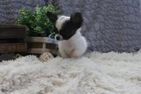 Evan, a male Chihuahua for sale in Arbela, MO – 8 of 9