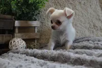 Evie, a male Chihuahua for sale in Arbela, MO – 7 of 8