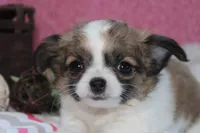 Bella, a female Chihuahua for sale in Arbela, MO – 1 of 8