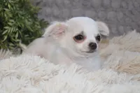 Alex, a male Chihuahua for sale in Arbela, MO – 7 of 7