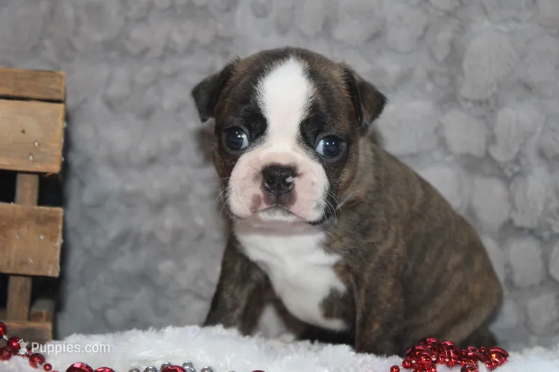 Gusty – Boston Terrier puppy for sale in Arbela, MO