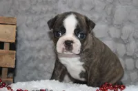 Gusty, a male Boston Terrier for sale in Arbela, MO – 1 of 7