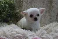 Cammie, a female Chihuahua for sale in Arbela, MO – 6 of 7