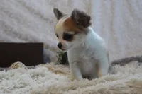 Bailey, a male Chihuahua for sale in Arbela, MO – 7 of 8