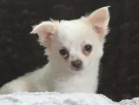DOVER, a male Chihuahua for sale in Arbela, MO – 8 of 10